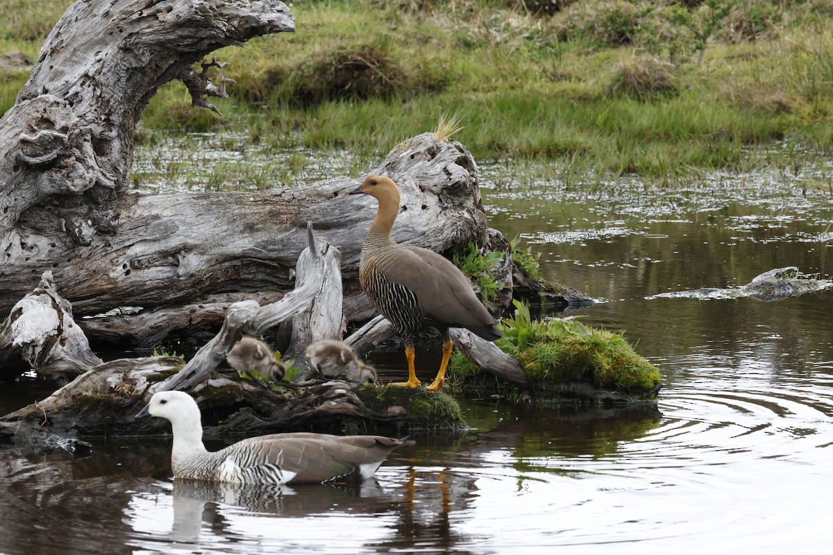 Upland Goose - ML646764552