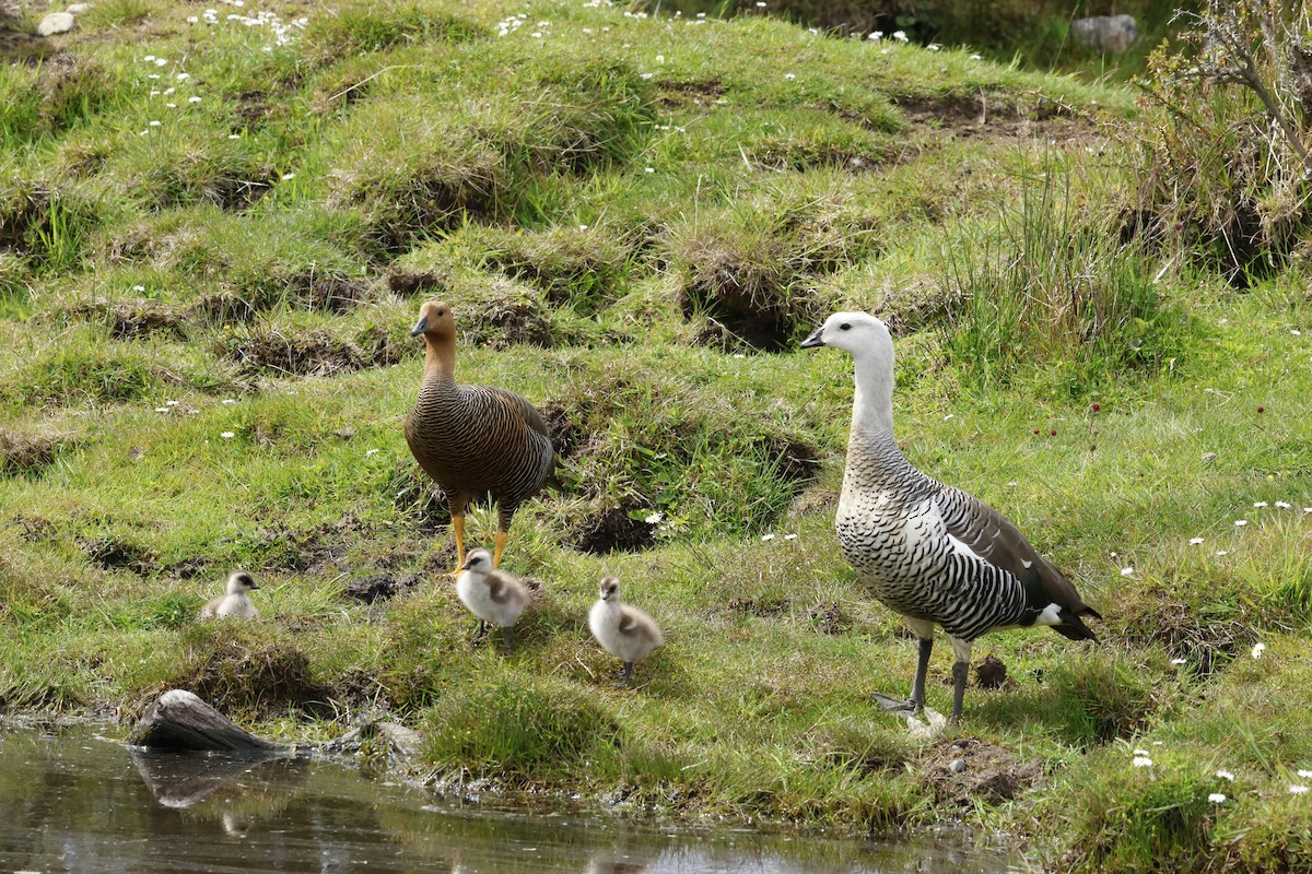 Upland Goose - ML646764554