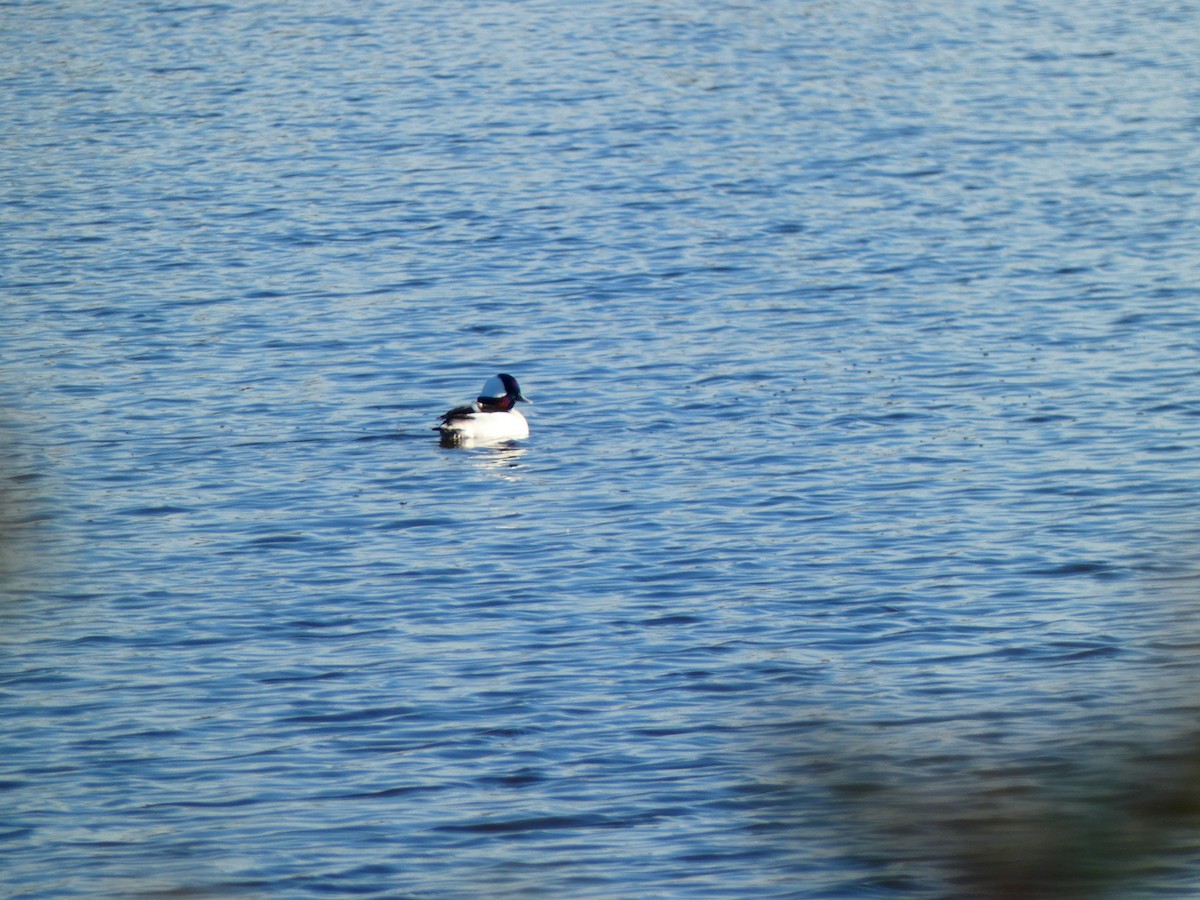 Bufflehead - ML646764555