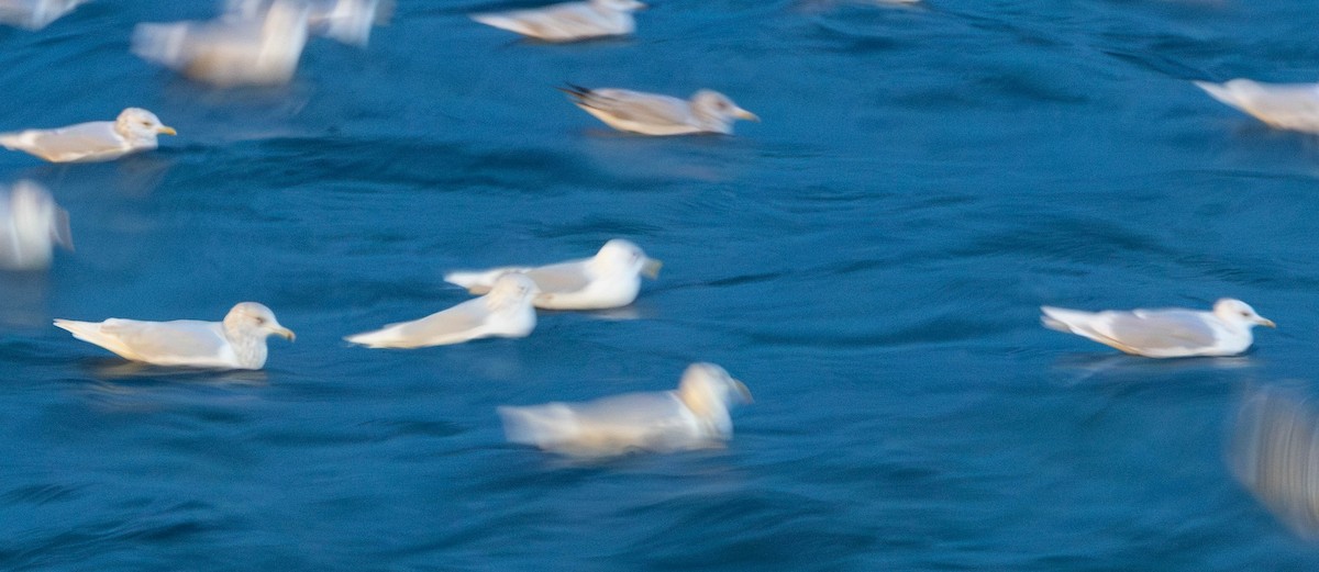 Grönland Martısı - ML646764556