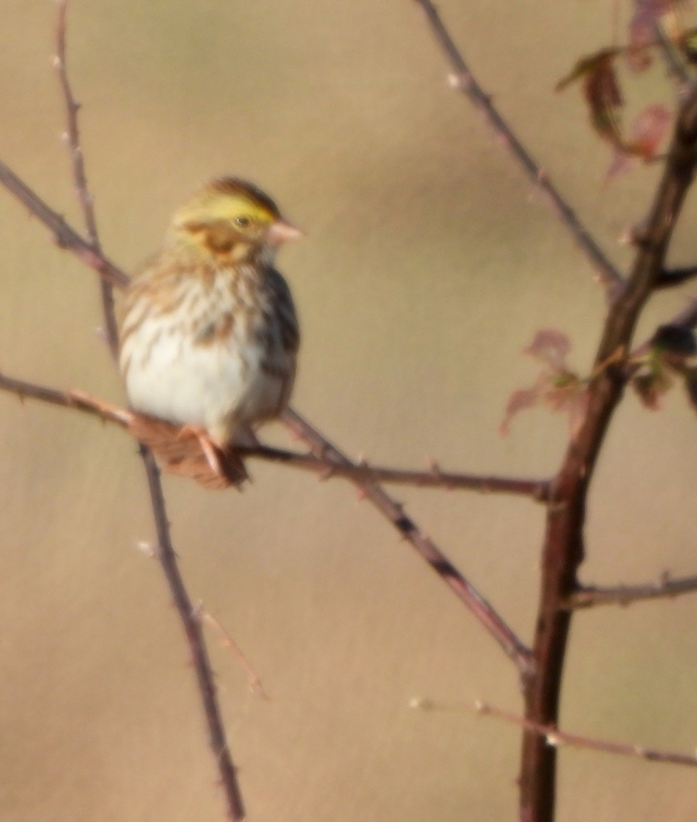 Savannah Sparrow - ML646764558
