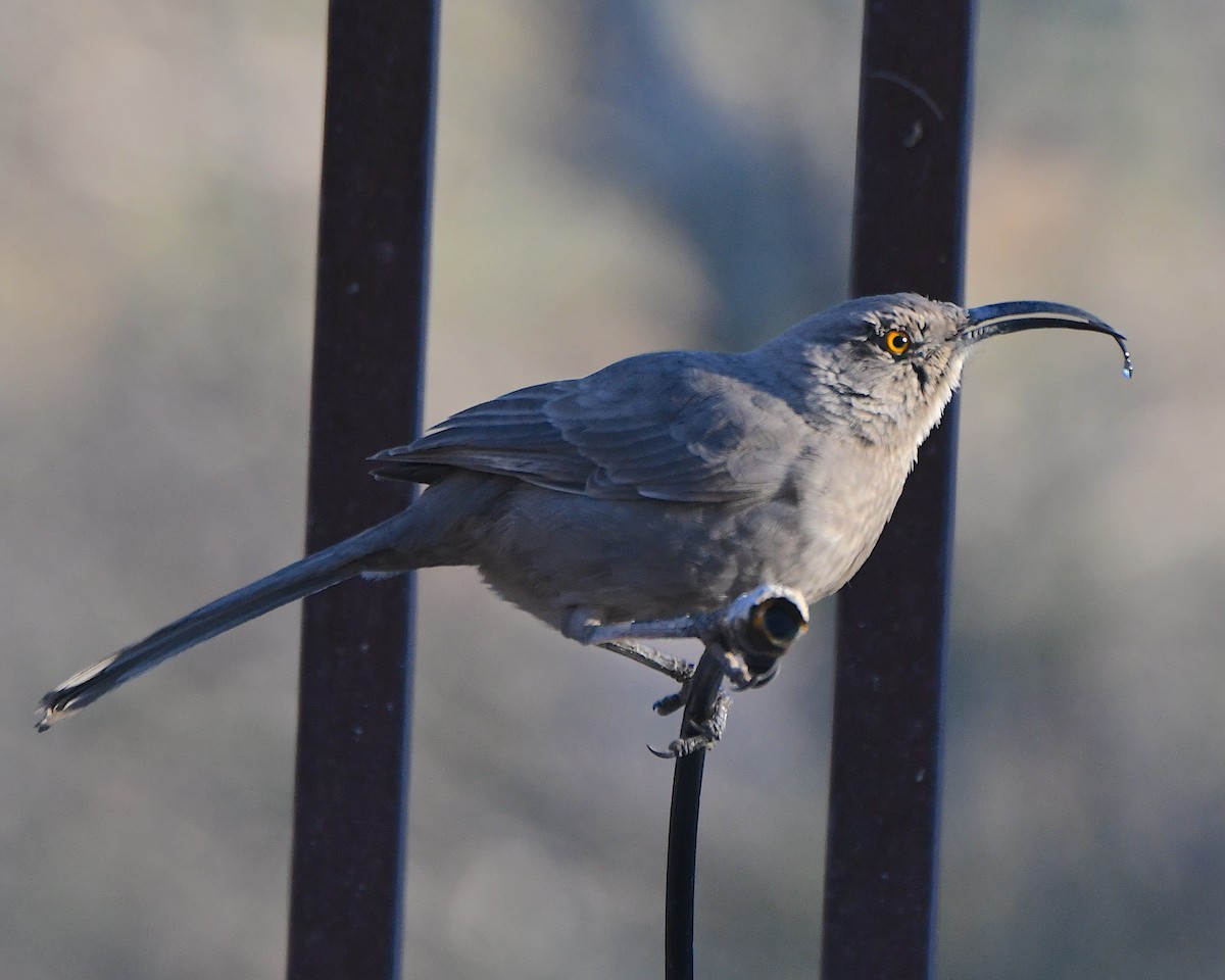 Curve-billed Thrasher - ML646764559