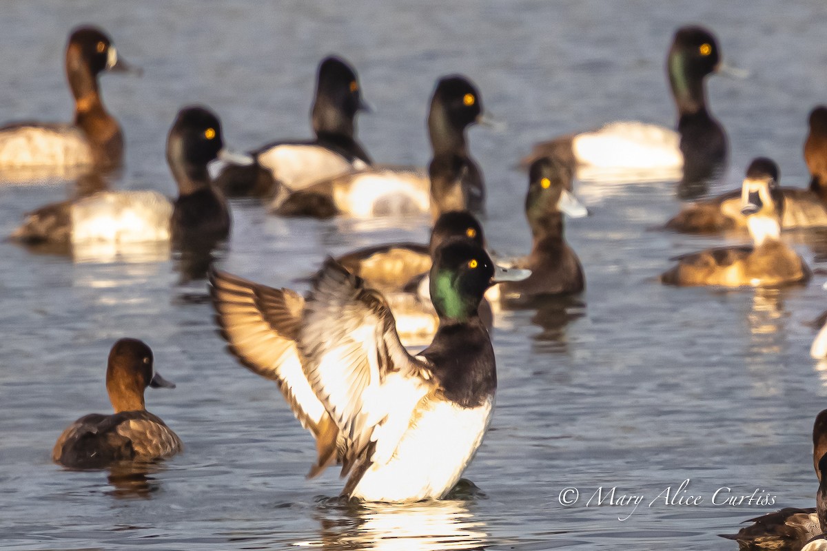 Lesser Scaup - ML646764560