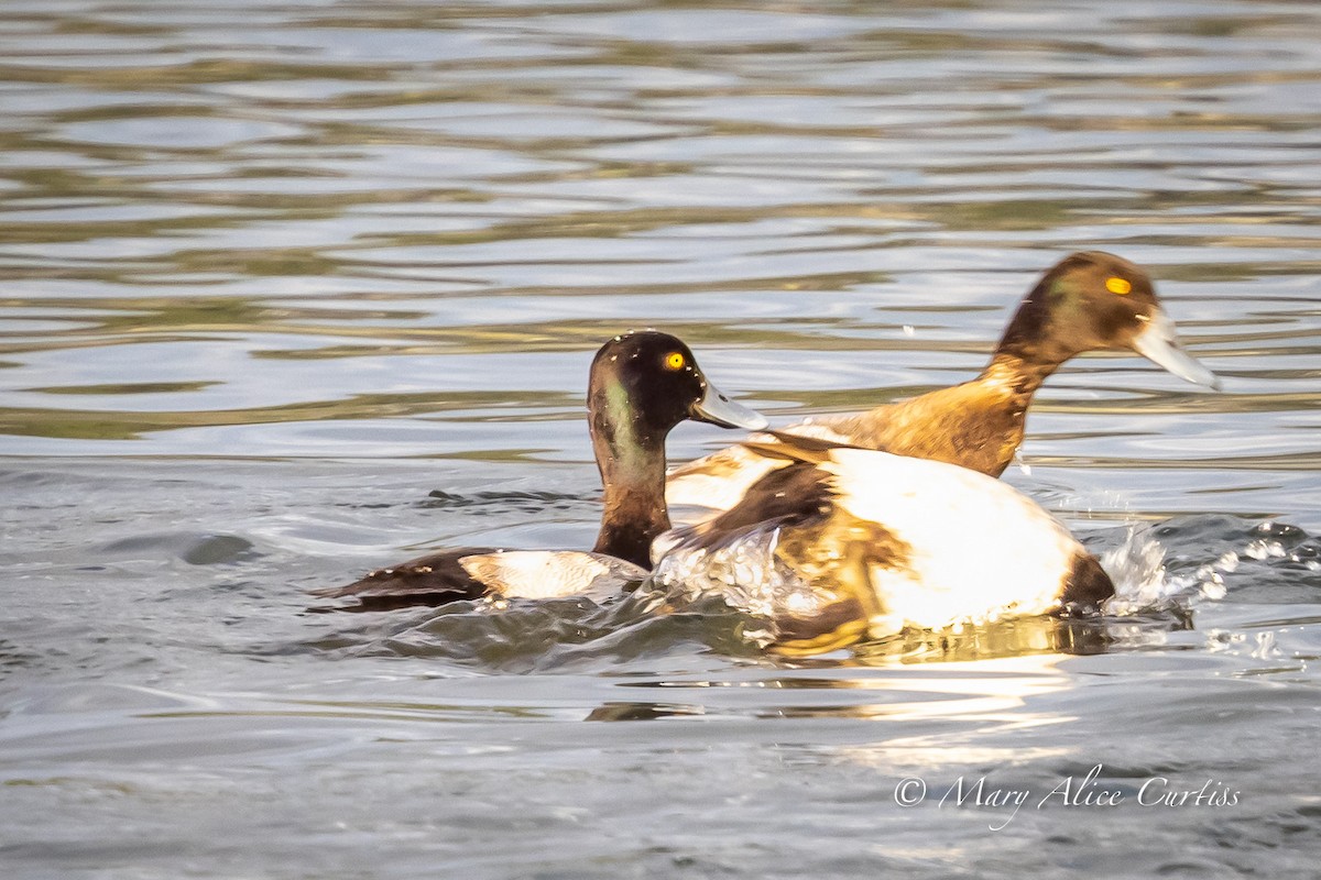 Lesser Scaup - ML646764561