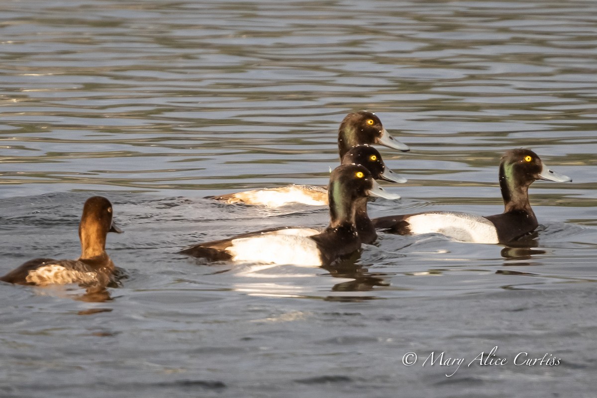 Lesser Scaup - ML646764562