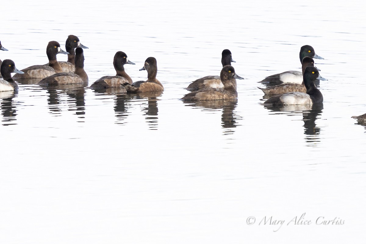 Lesser Scaup - ML646764563