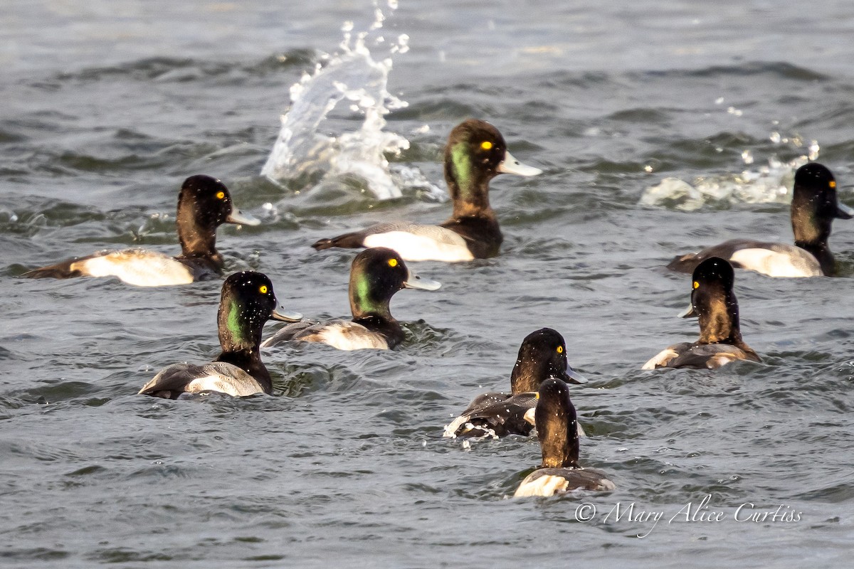 Lesser Scaup - ML646764564