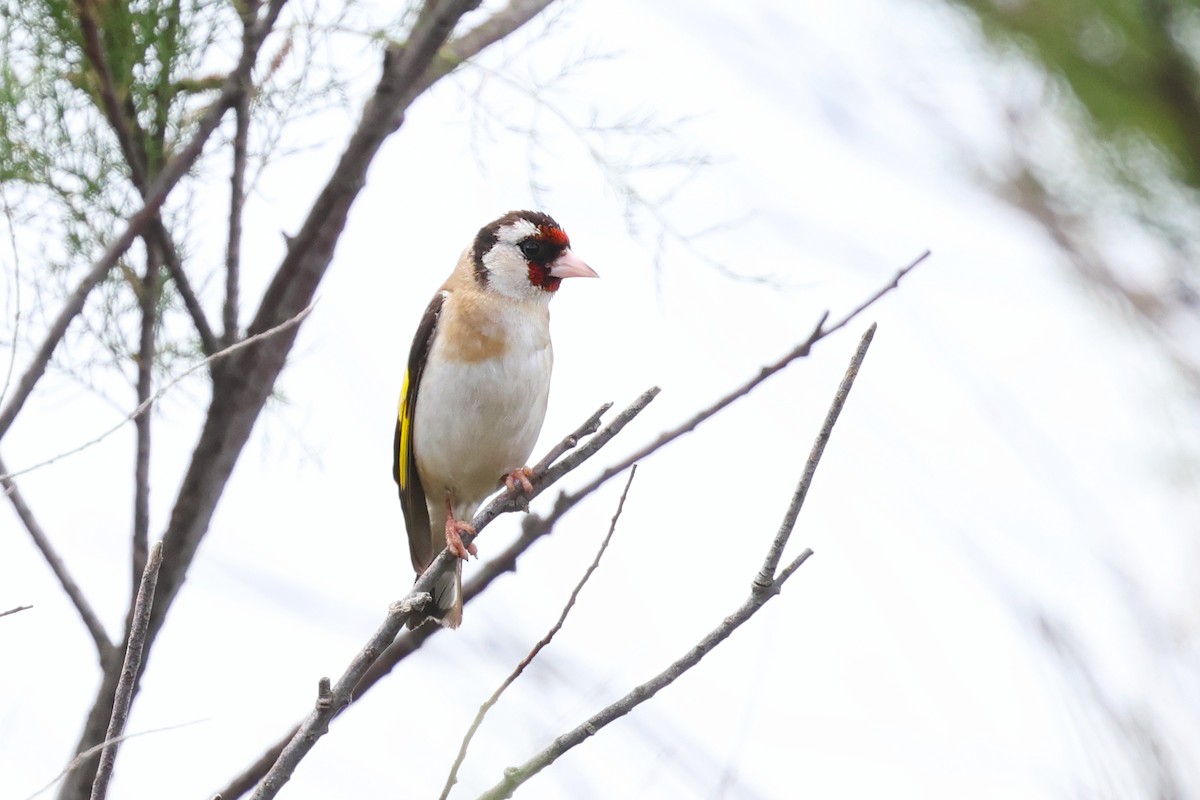 European Goldfinch - ML646764565