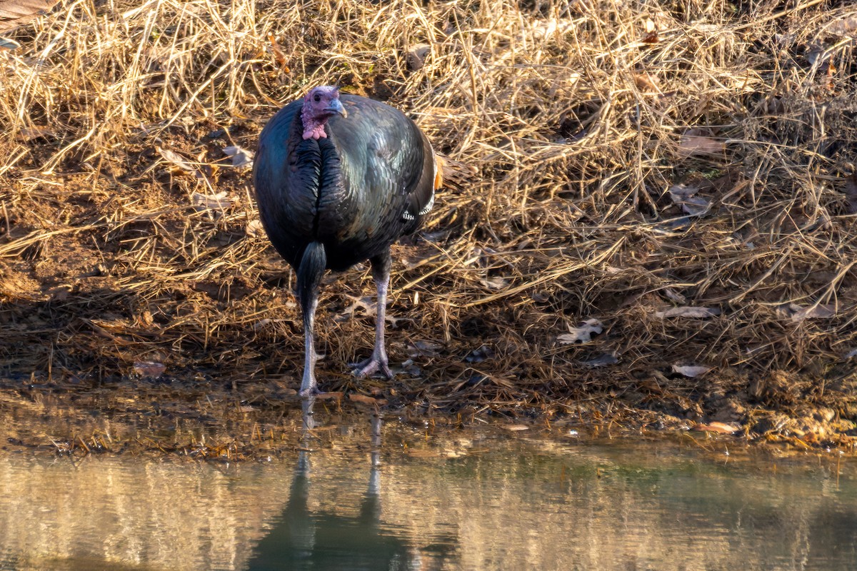 Wild Turkey - ML646764566