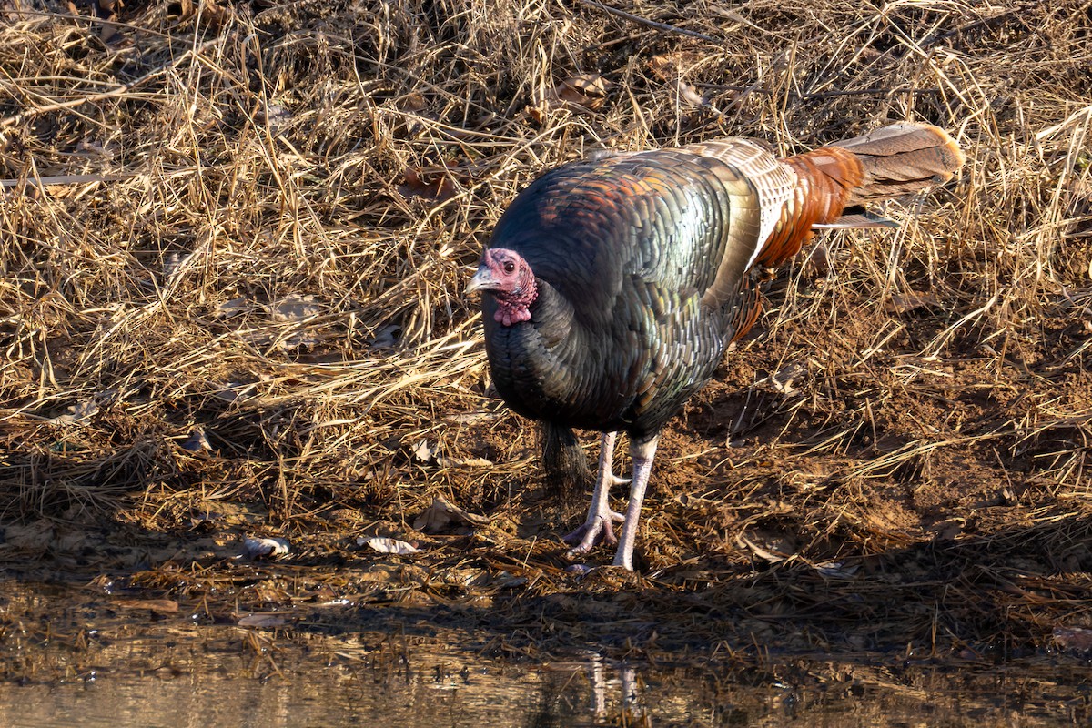 Wild Turkey - ML646764567