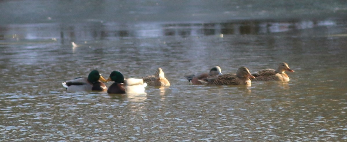 American Wigeon - ML646764568