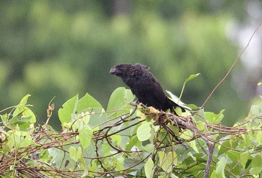 Ані товстодзьобий - ML646764569