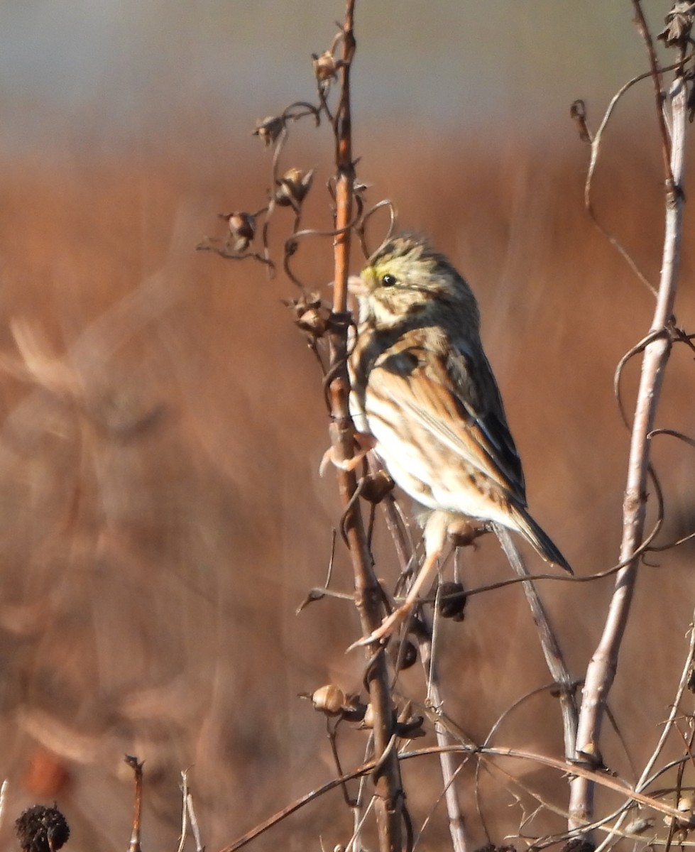 Savannah Sparrow - ML646764570