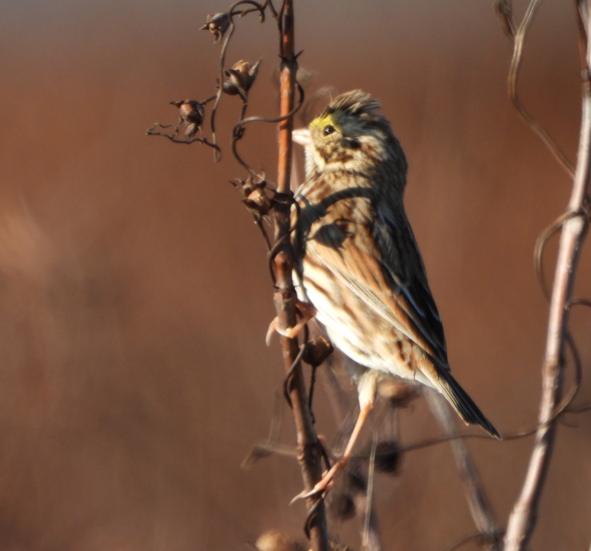 Savannah Sparrow - ML646764571