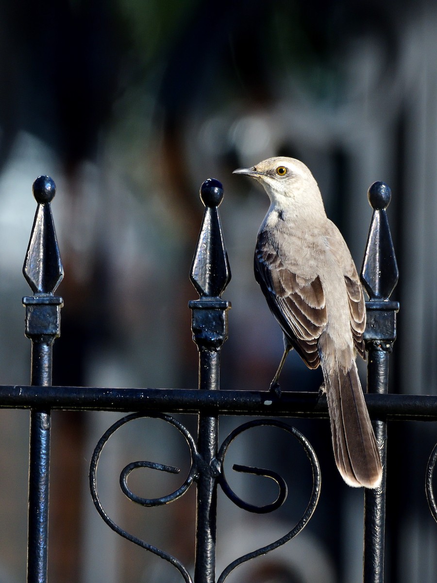 Tropikal Taklitçi - ML646764577