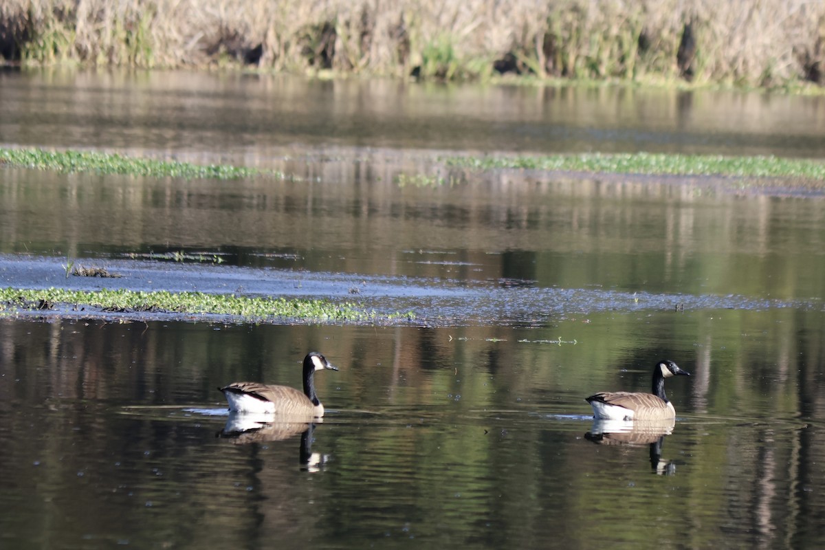 Canada Goose - ML646764578