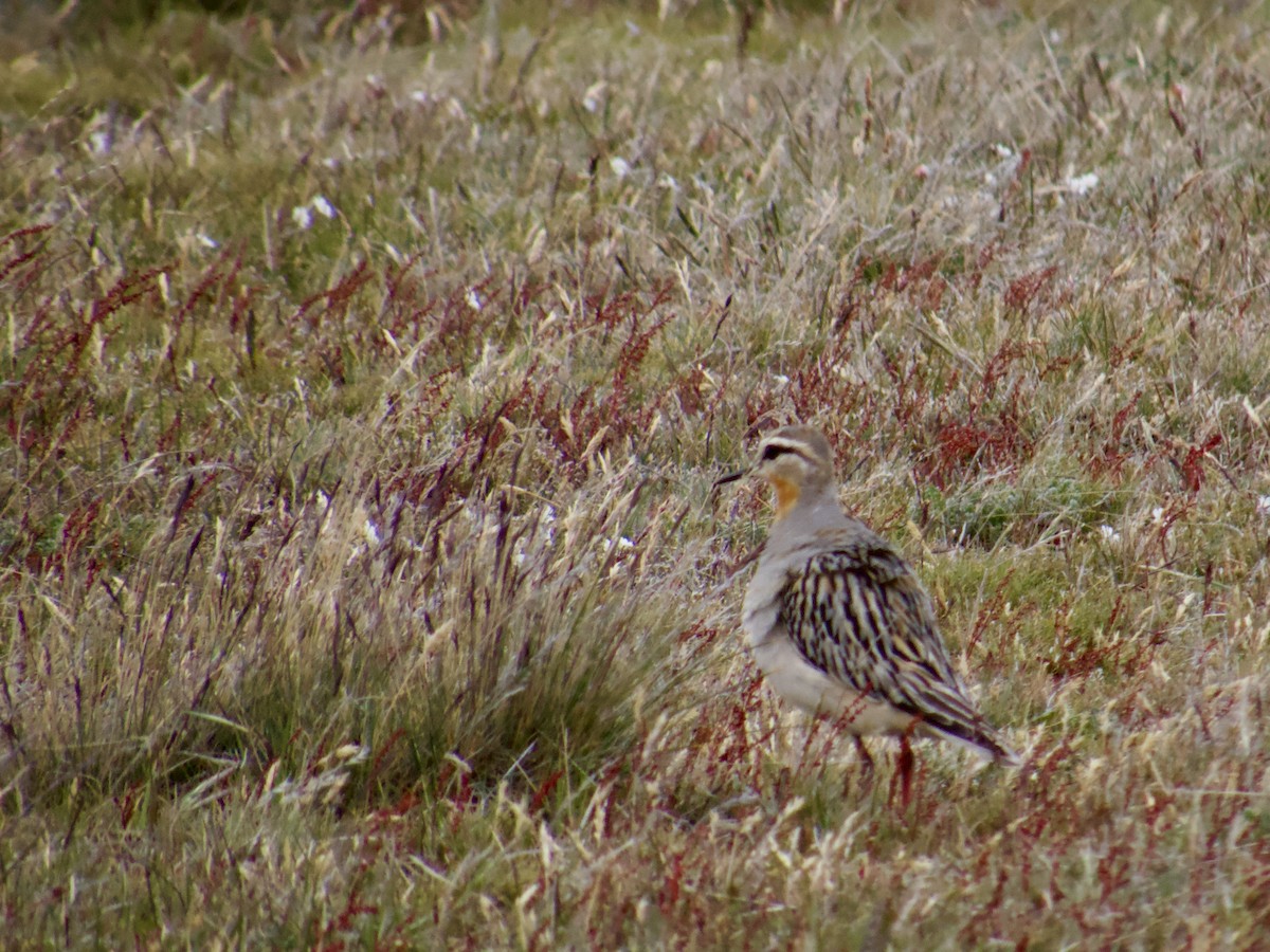 Tawny-throated Dotterel - ML646764579
