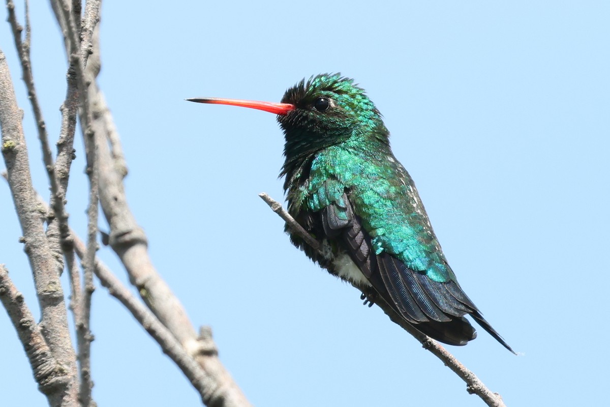 Glittering-bellied Emerald - ML646764580