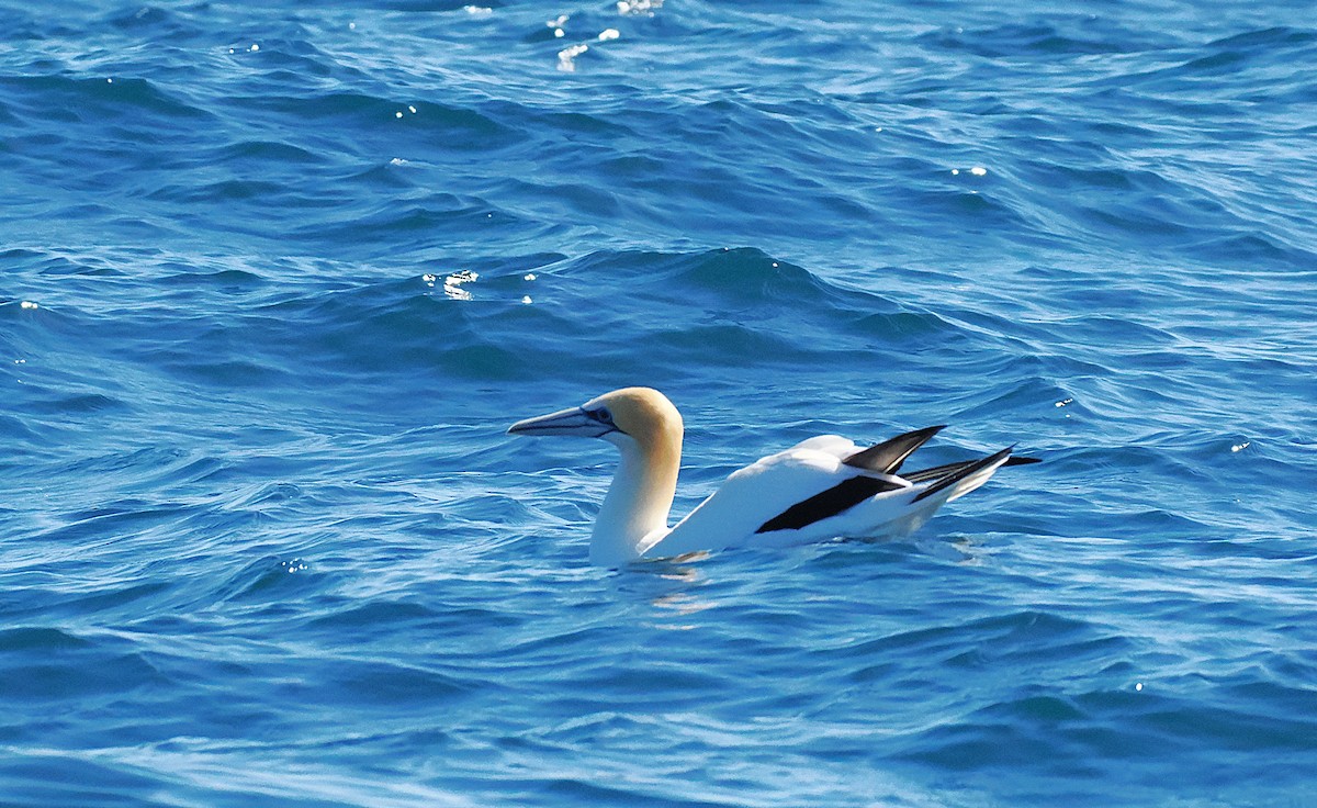 Австралийская олуша - ML646764581