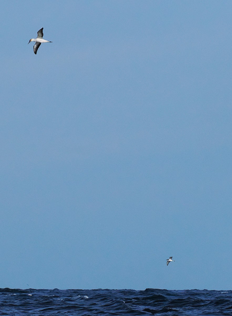 Австралийская олуша - ML646764582