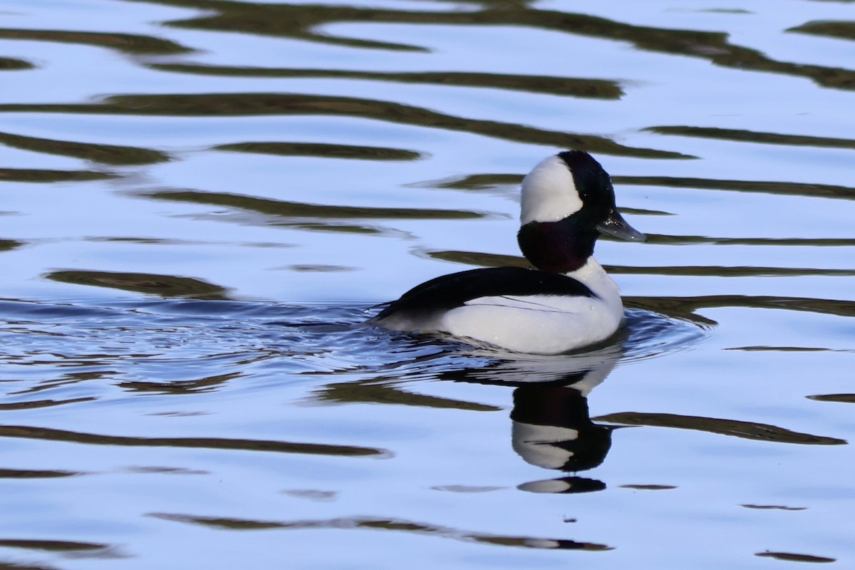 Bufflehead - ML646764583
