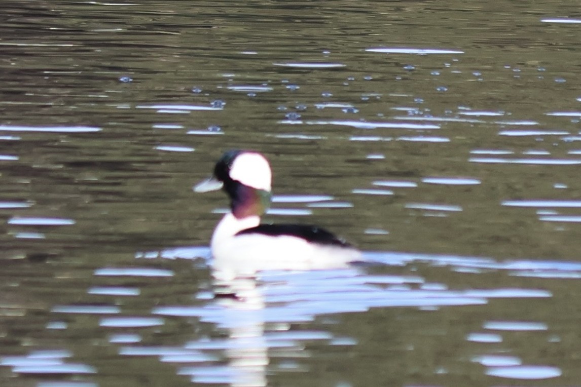Bufflehead - ML646764584