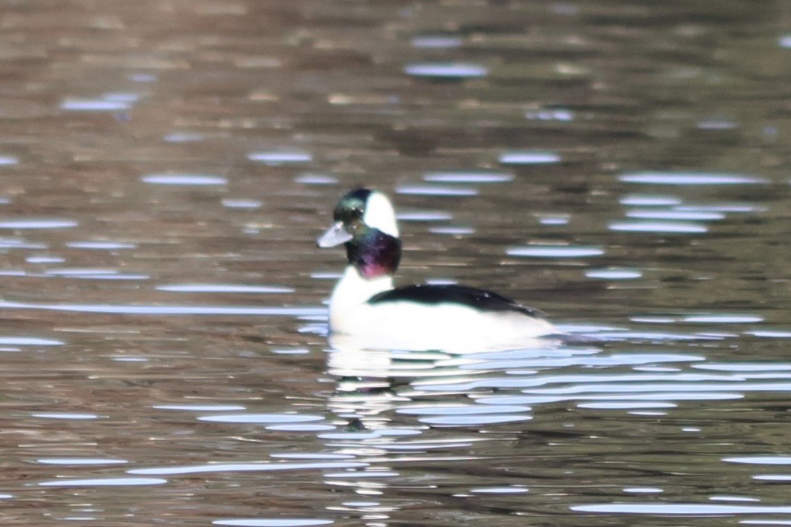 Bufflehead - ML646764585