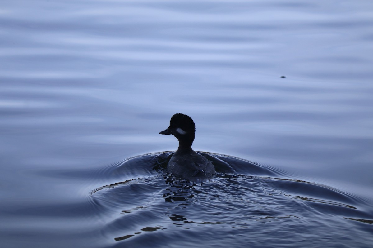 Bufflehead - ML646764586
