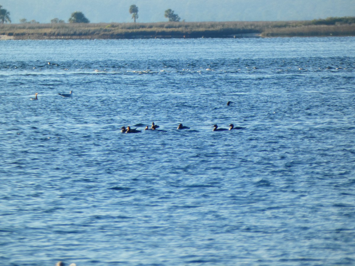 Red-breasted Merganser - ML646764587