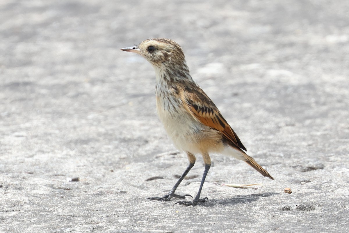 Spectacled Tyrant - ML646764588