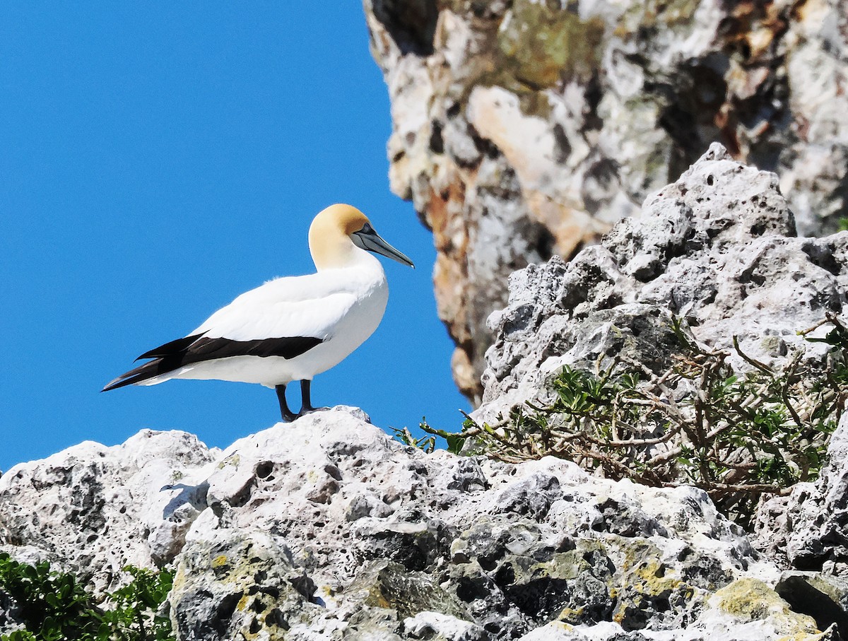 Australasian Gannet - ML646764589