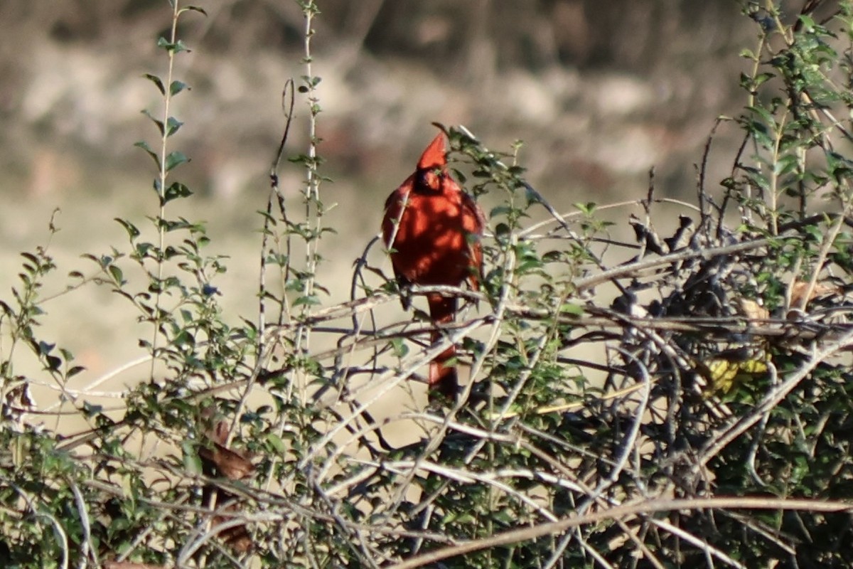 Northern Cardinal - ML646764590