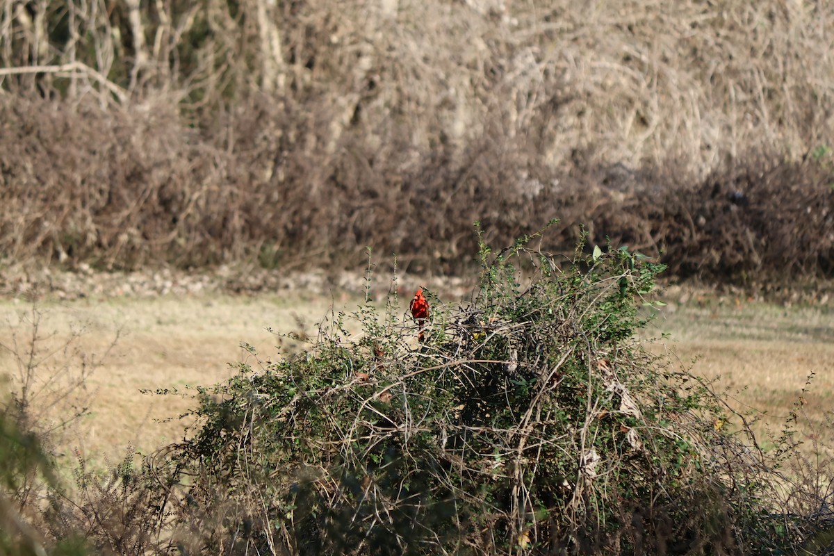 Northern Cardinal - ML646764591