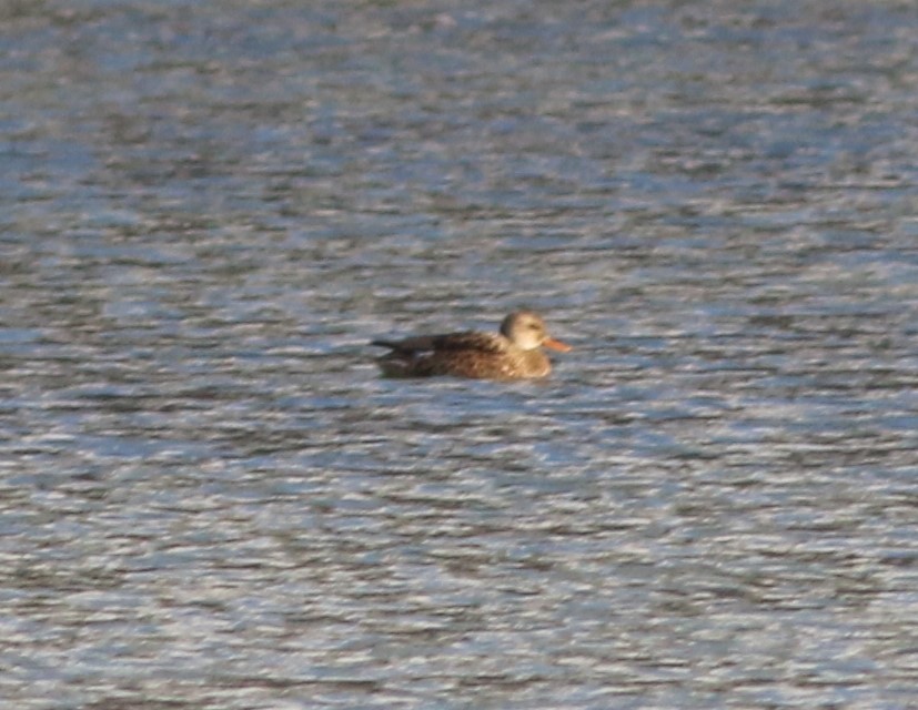 Gadwall - ML646764592