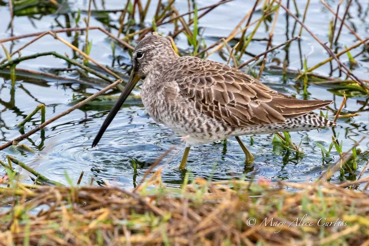 Long-billed Dowitcher - ML646764593
