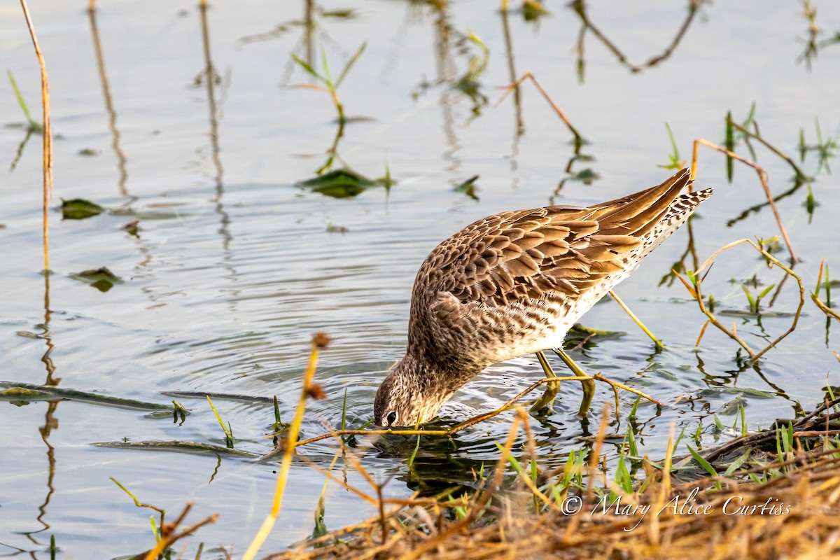 Long-billed Dowitcher - ML646764594