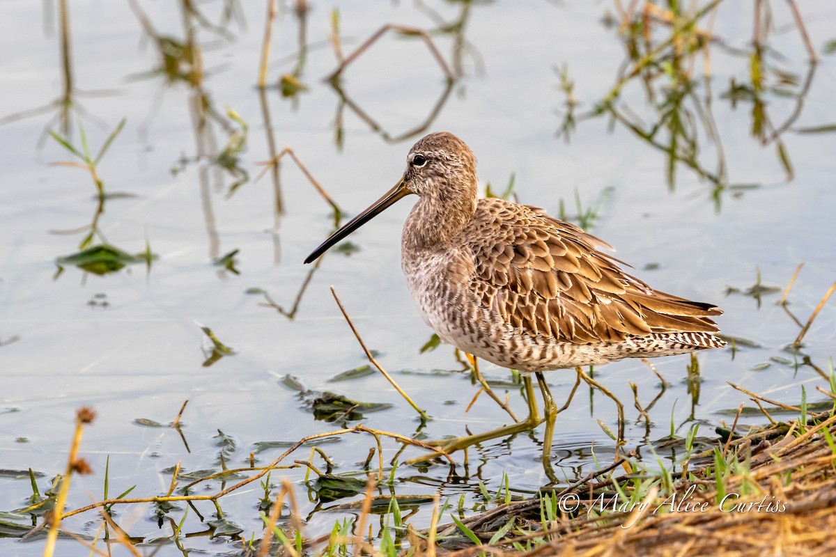 Long-billed Dowitcher - ML646764595
