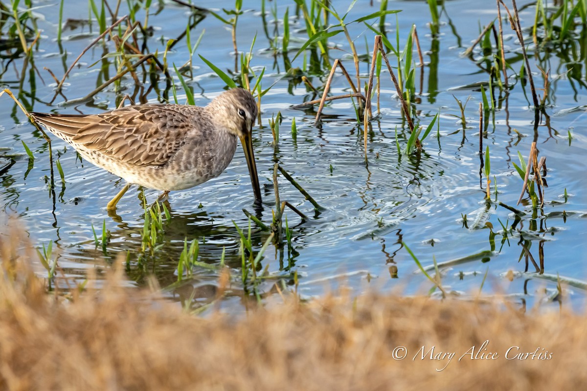Long-billed Dowitcher - ML646764596