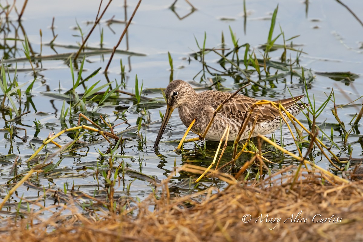 Long-billed Dowitcher - ML646764597