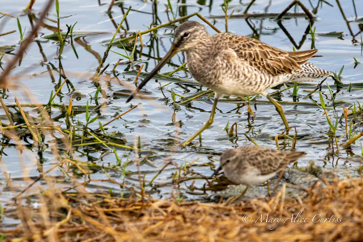Long-billed Dowitcher - ML646764598