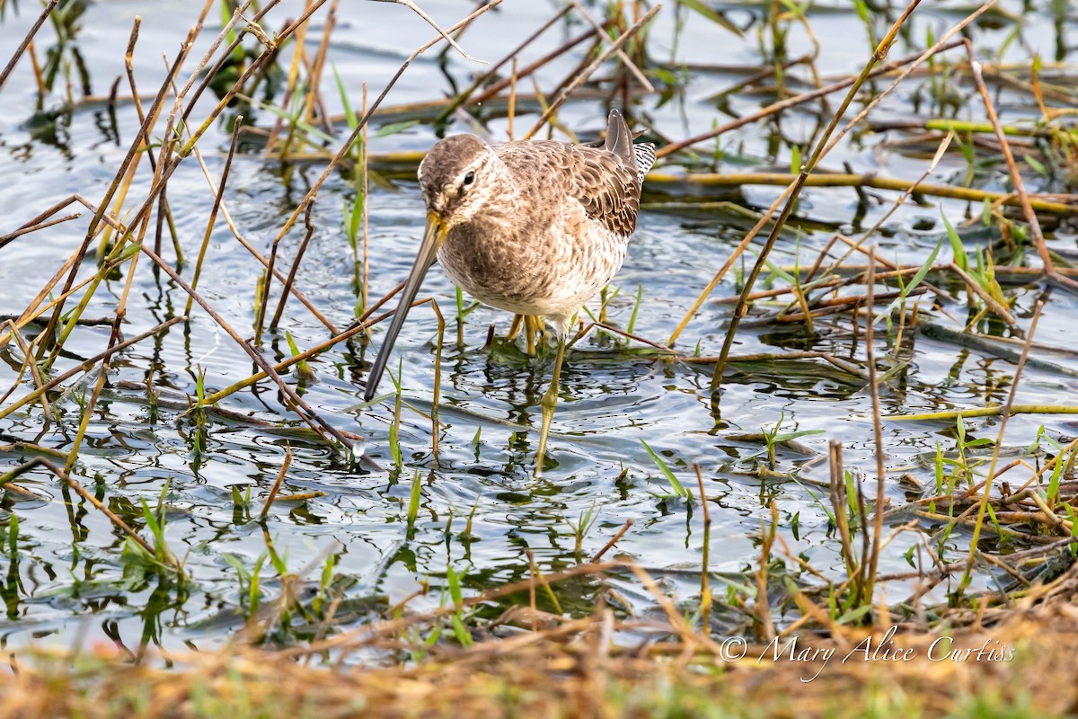 Long-billed Dowitcher - ML646764599