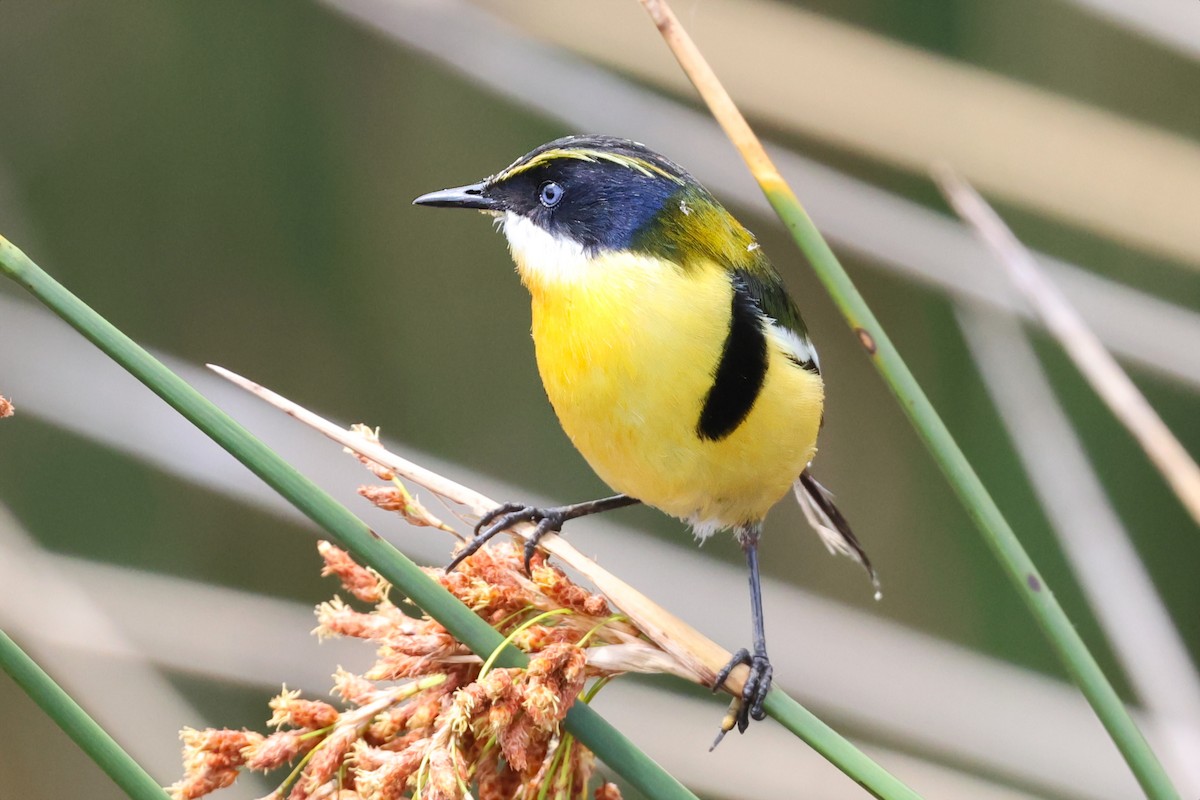 Many-colored Rush Tyrant - ML646764600