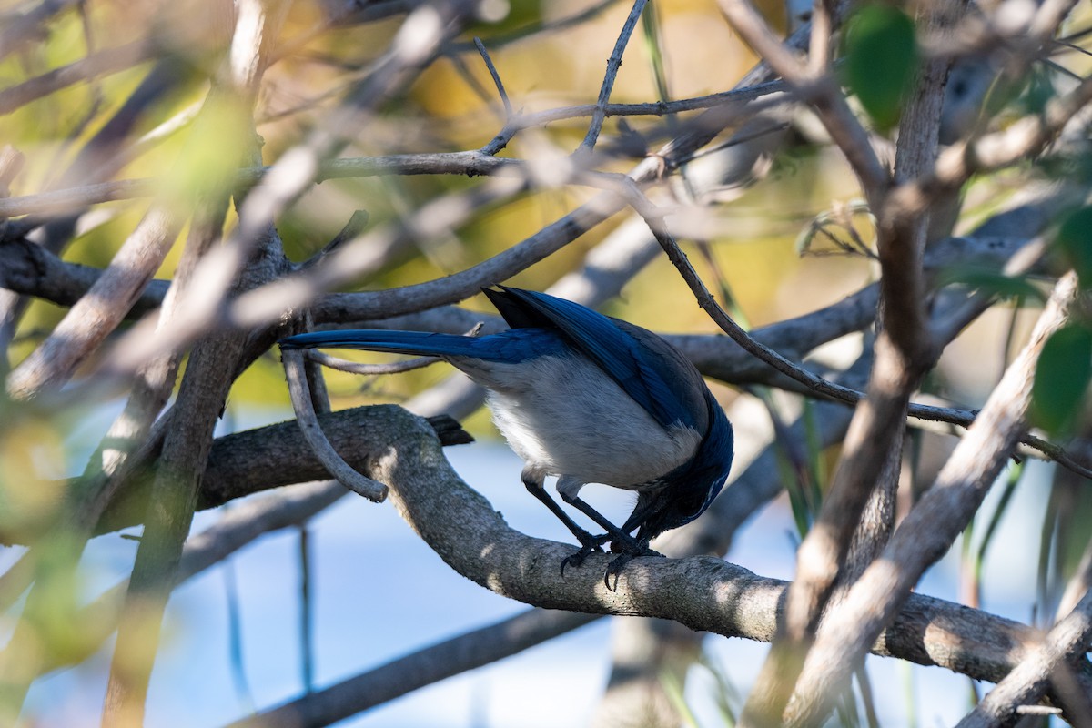 California Scrub-Jay - ML646764601