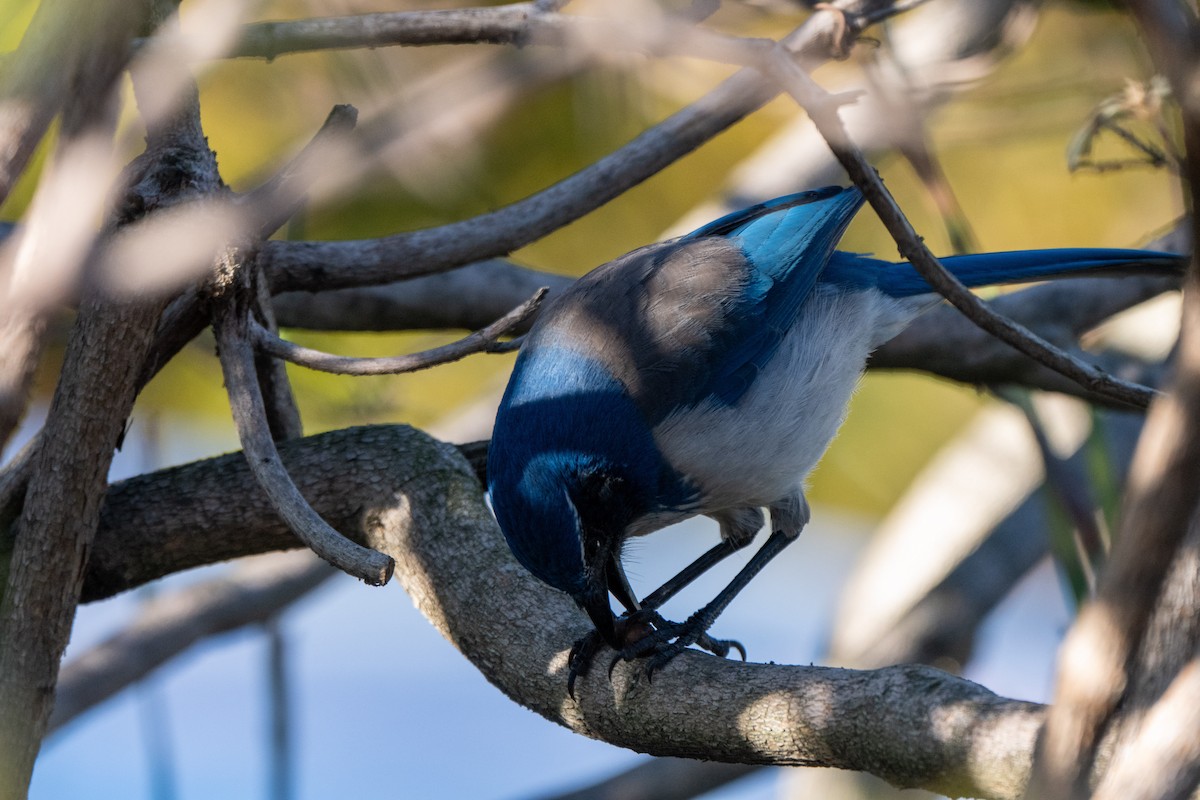 California Scrub-Jay - ML646764602
