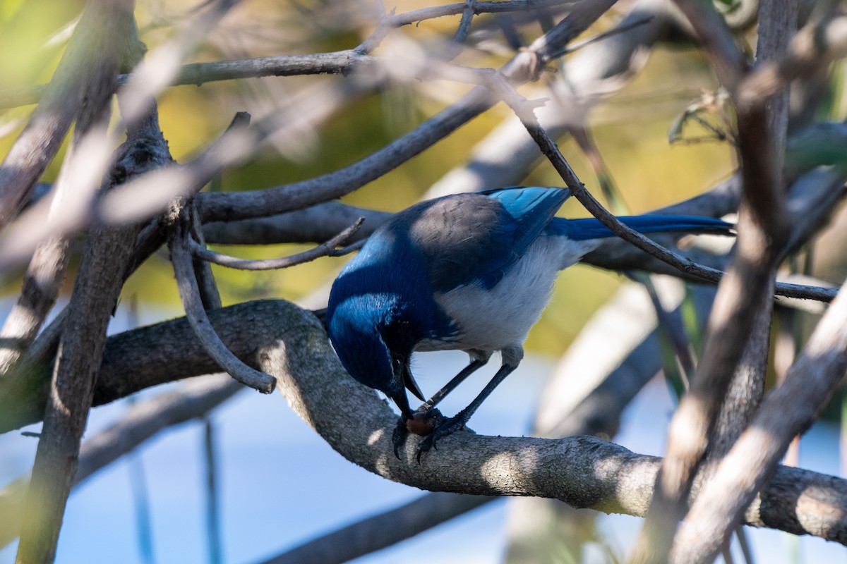 California Scrub-Jay - ML646764603