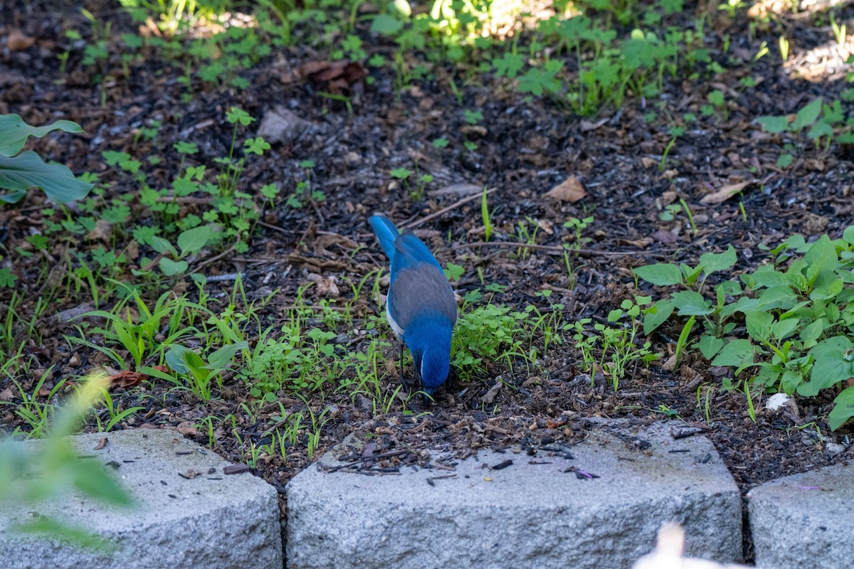 California Scrub-Jay - ML646764604