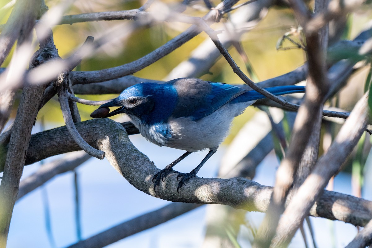 California Scrub-Jay - ML646764605