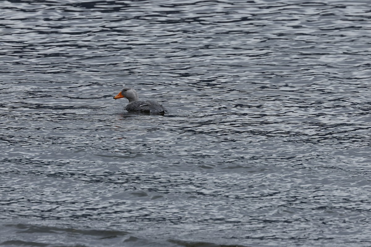 Flightless Steamer-Duck - ML646764607