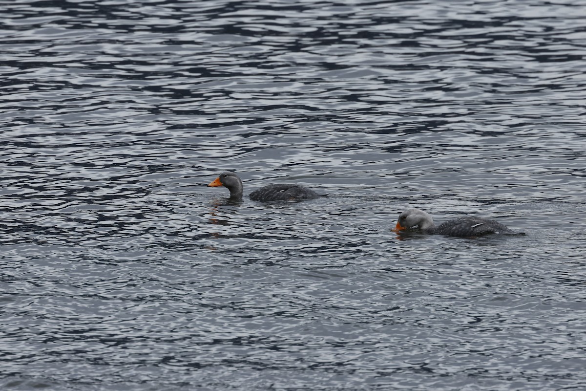 Flightless Steamer-Duck - ML646764608