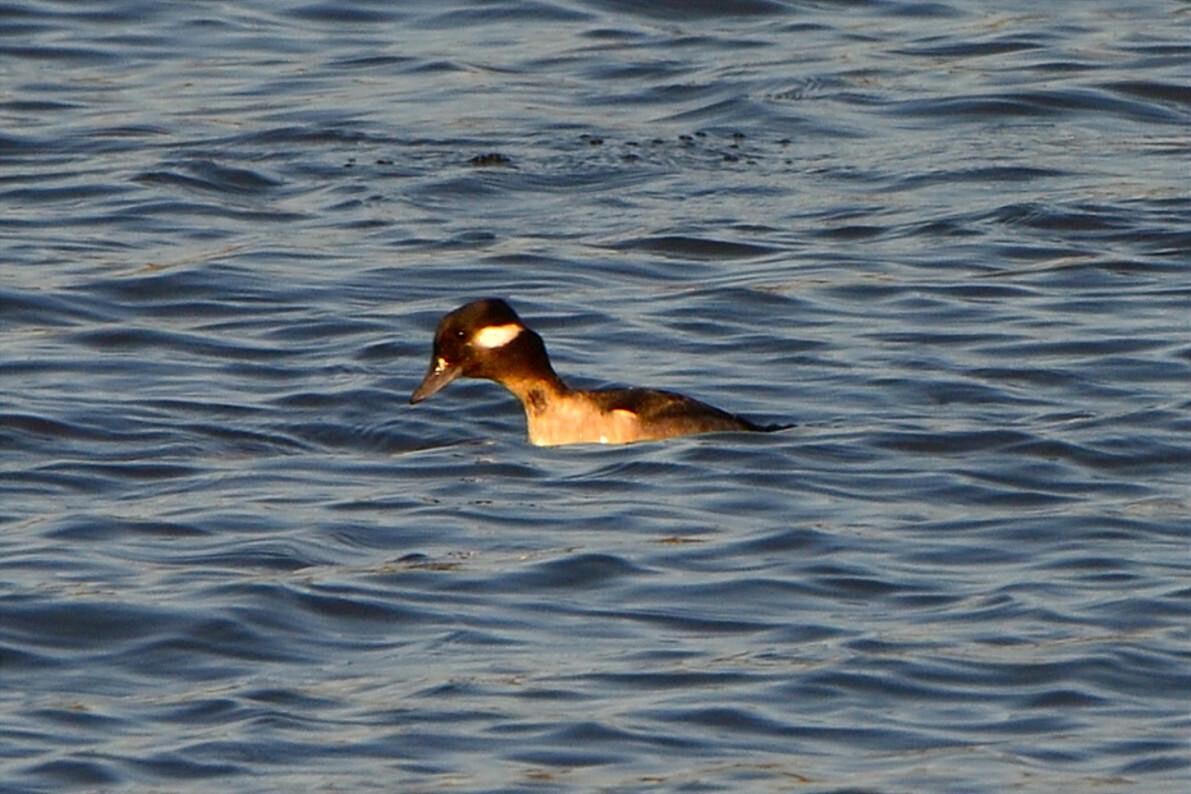 Bufflehead - ML646764609